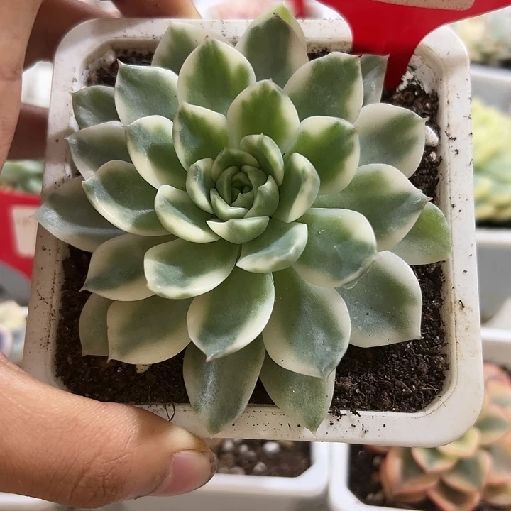 879号冰岛长茶锦多肉