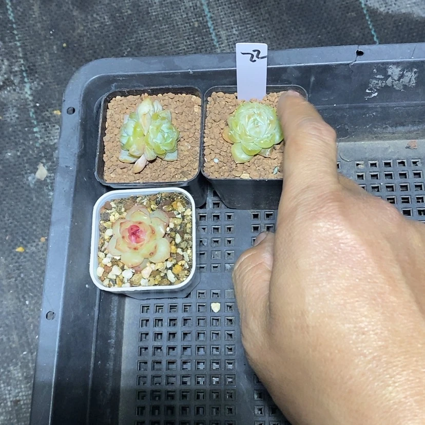 【闪购商品】m****i22一筐3颗多肉