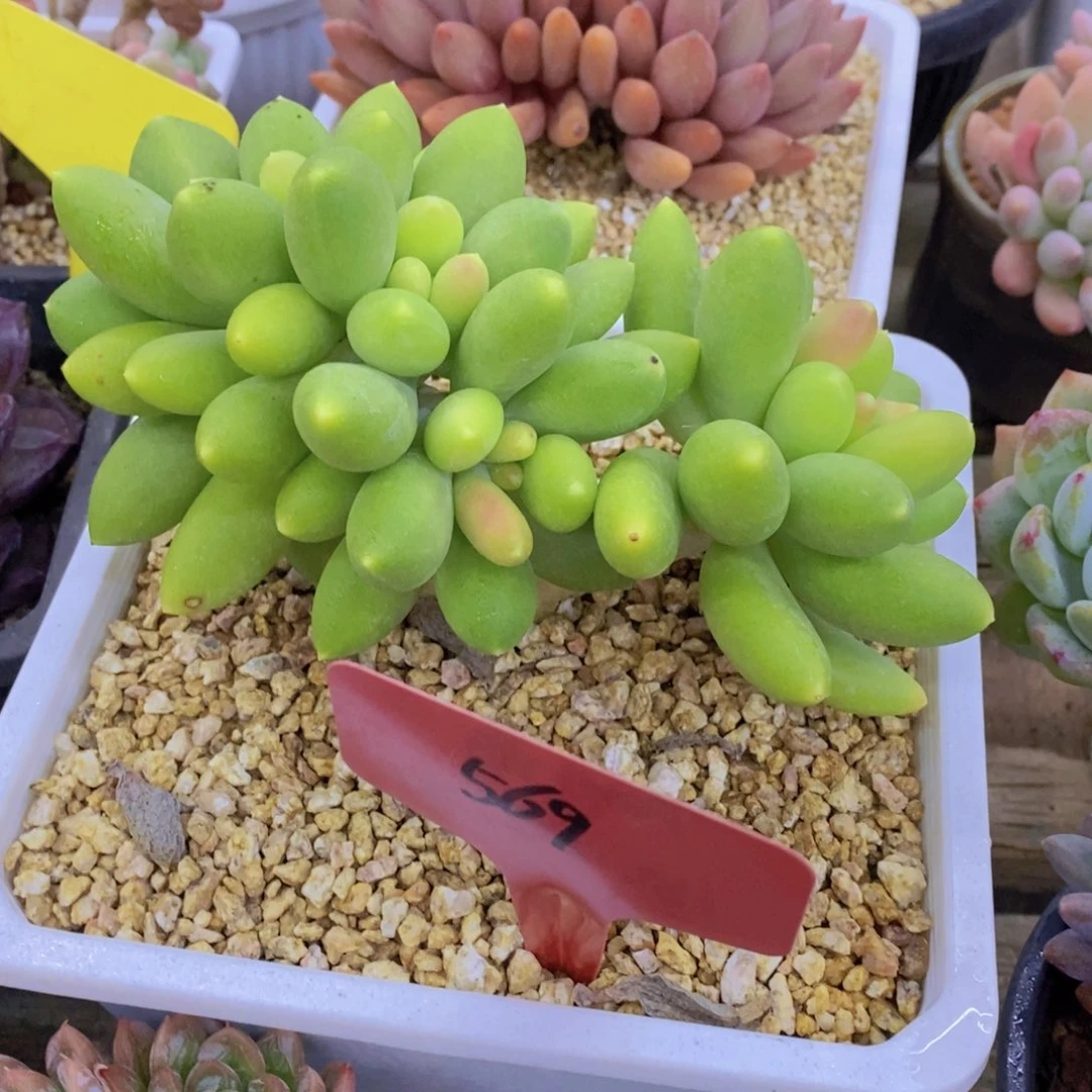 来日方长，马年见了