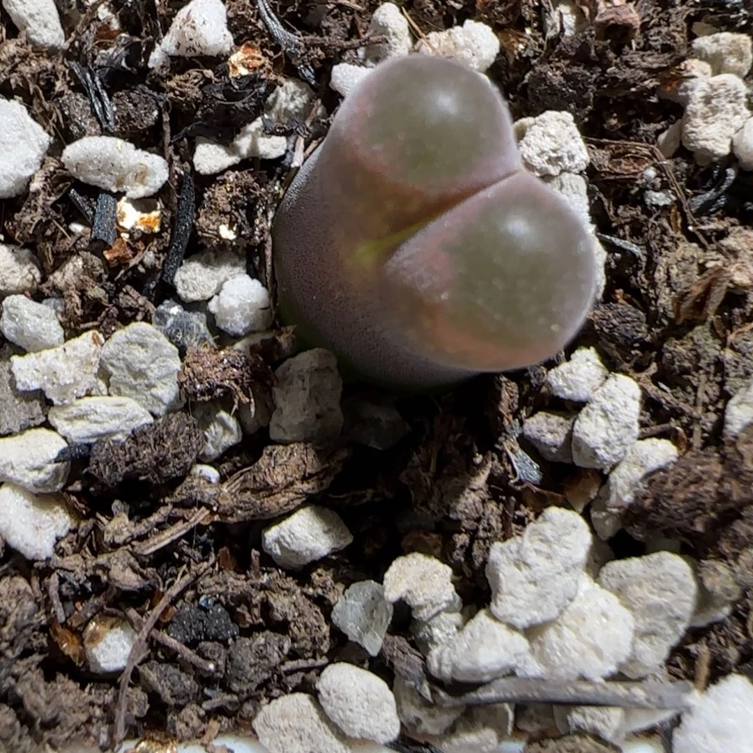 肉锥多肉植物组合-10km风铃441