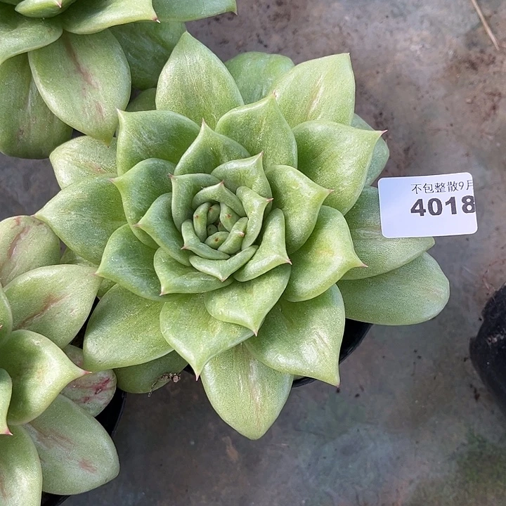 阿雅园艺。         4018玛丽亚