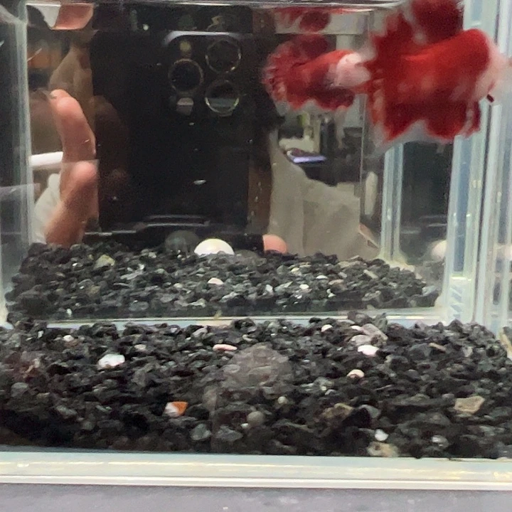 斗鱼跑单拉黑20日68