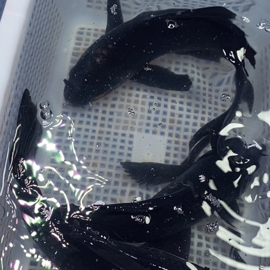 锦鲤锦鲤（无开箱视频不售后）