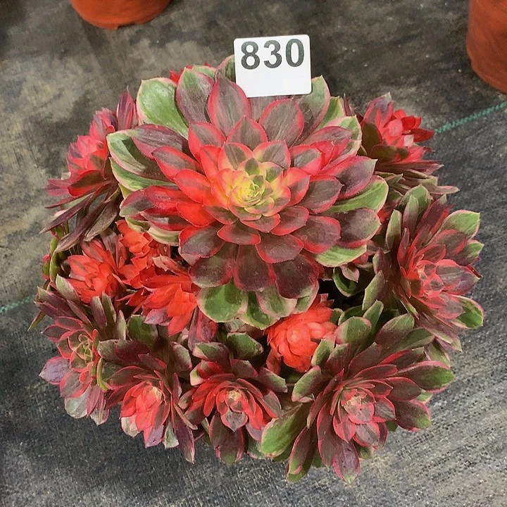 m***u法师黑魔锦83000000