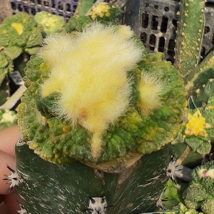 无花朵福利绣普大尤花锦哥斯拉牡丹926