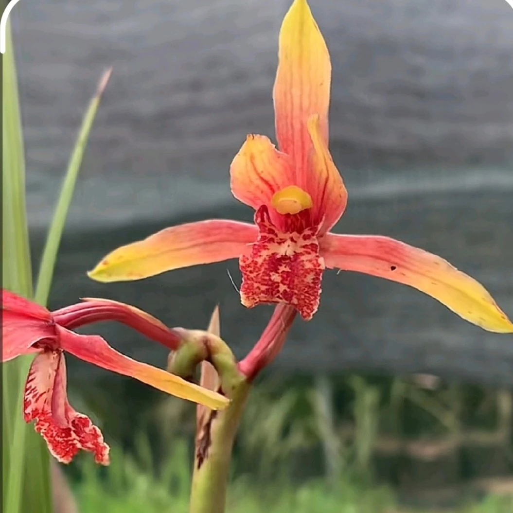 蕙兰复色花精致小盆景