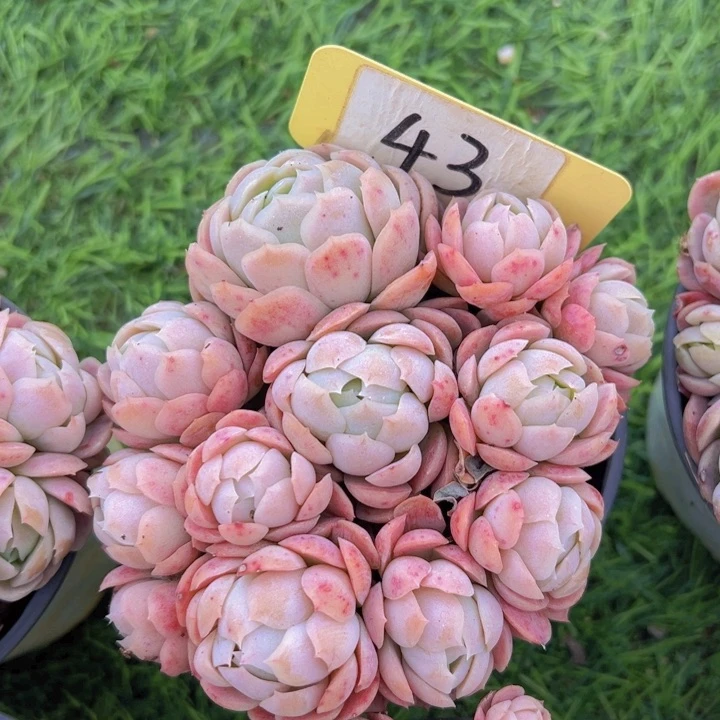 健健康康平平安安