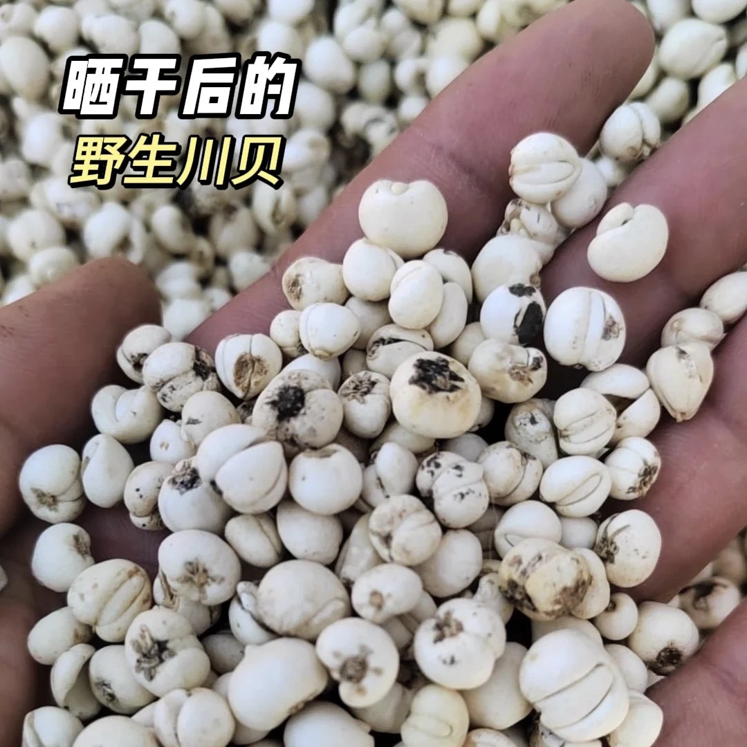 【大飞哥哥专属】：干川贝母（高原本色）