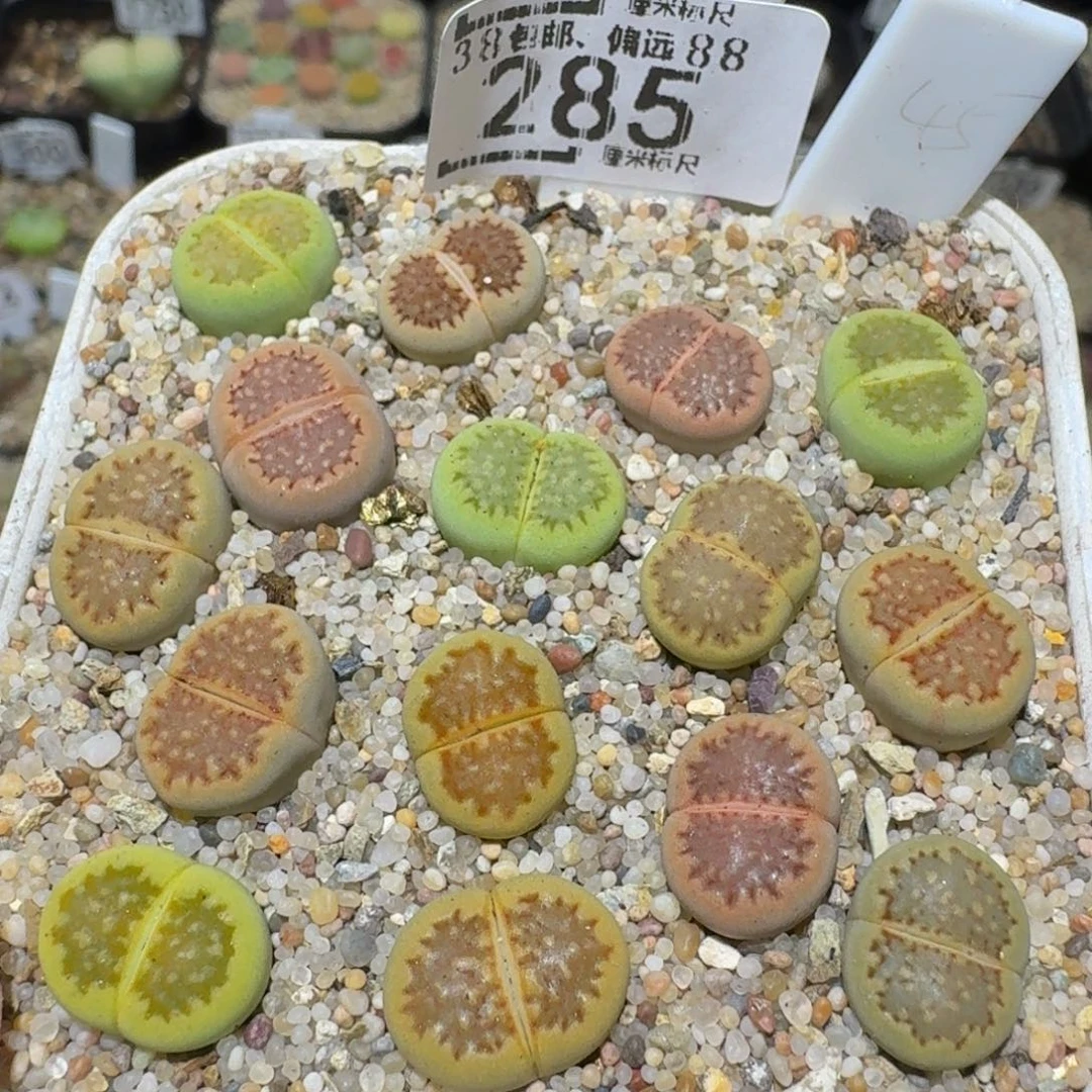 Ssss精品生石花285