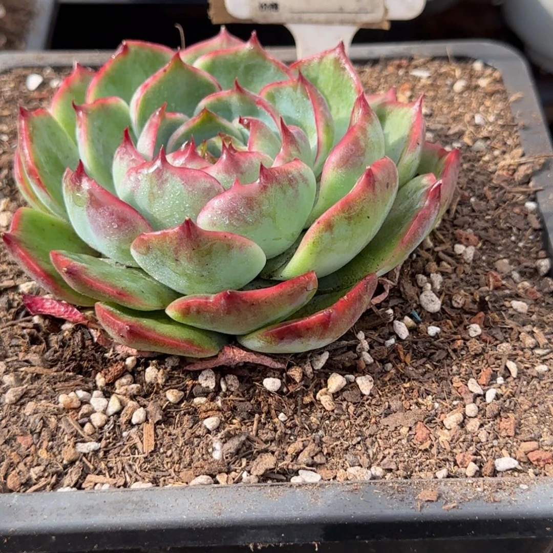 花脸惊鸿一物一拍包装收缩花旱865