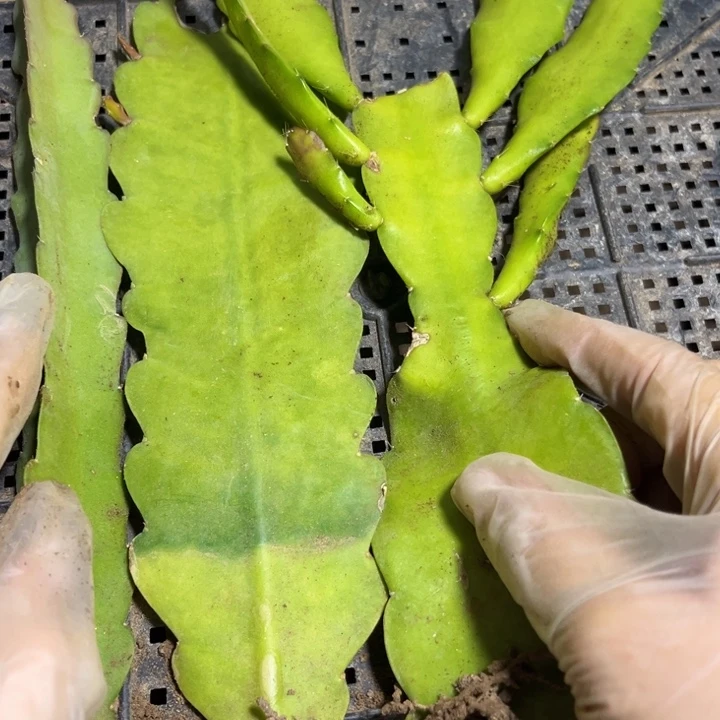 当前无花栽培后可以开花930