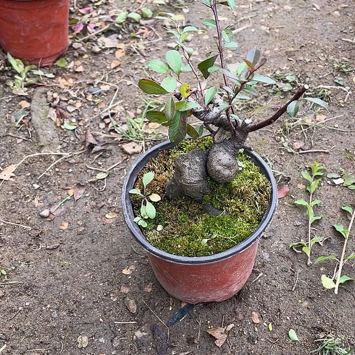 旭***阳无花朵28菊花菊花计划经济家