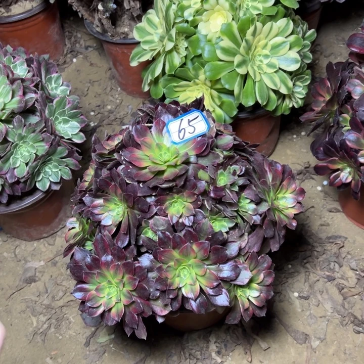 多肉植物安娜法师65