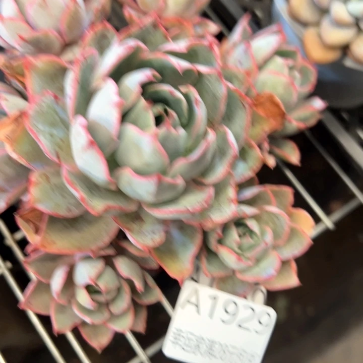 幸运的是我的朋友