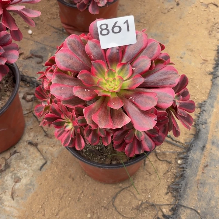 美杜莎锦中锦多肉植物不包损861小棵