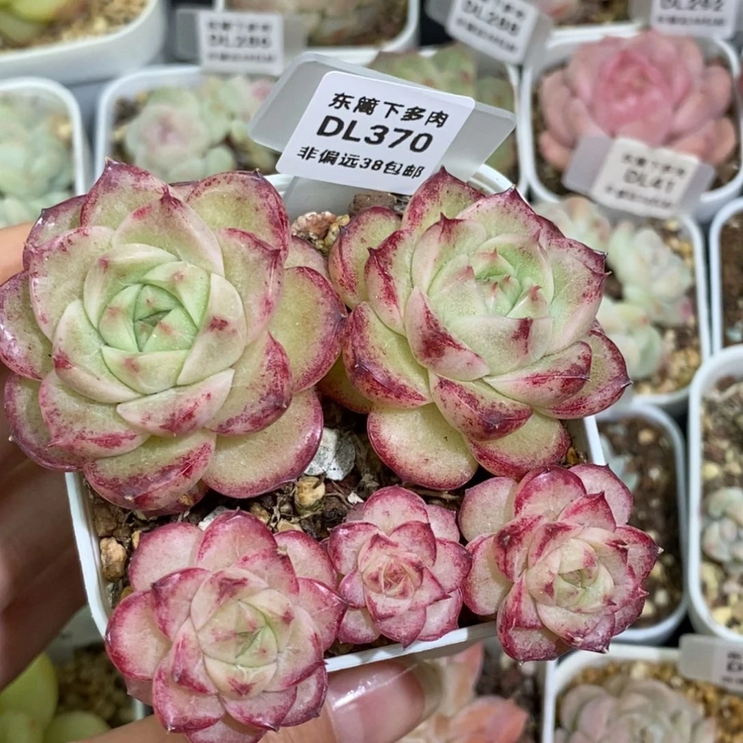 一*?370东篱下多肉植物盆栽