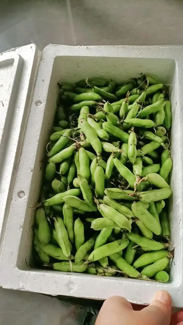 新鲜农家带壳蚕豆（京东包邮）