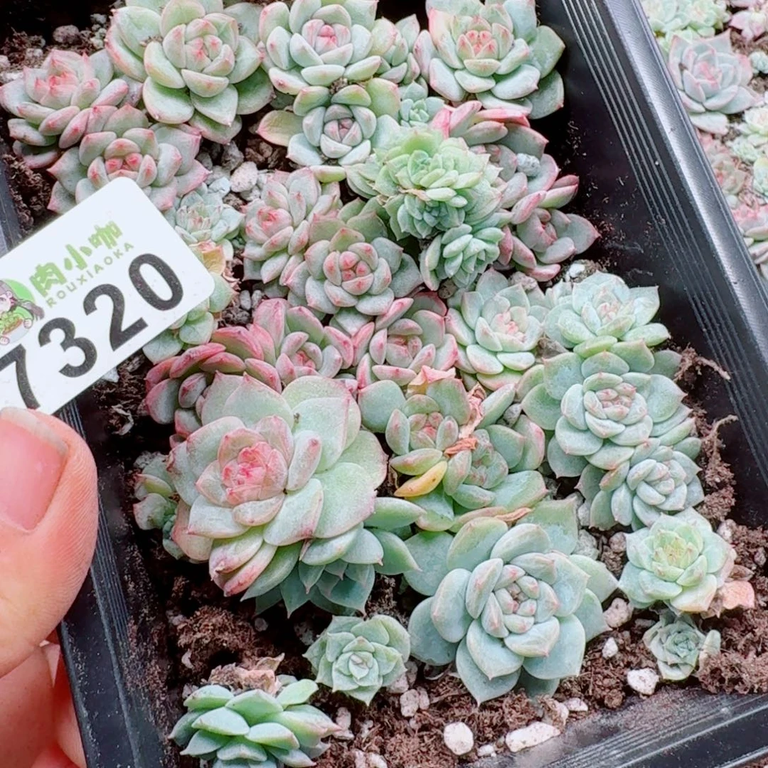 蓝***️多肉植物多肉植物