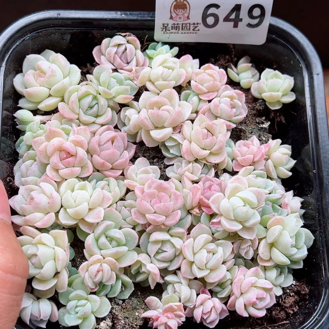 多肉植物多肉植物