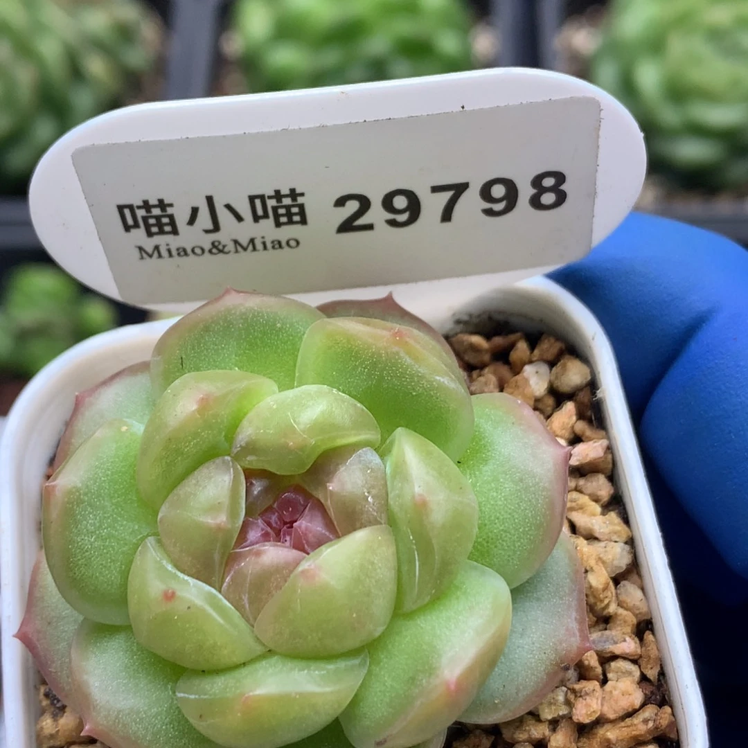 多肉植物杂交珍妮