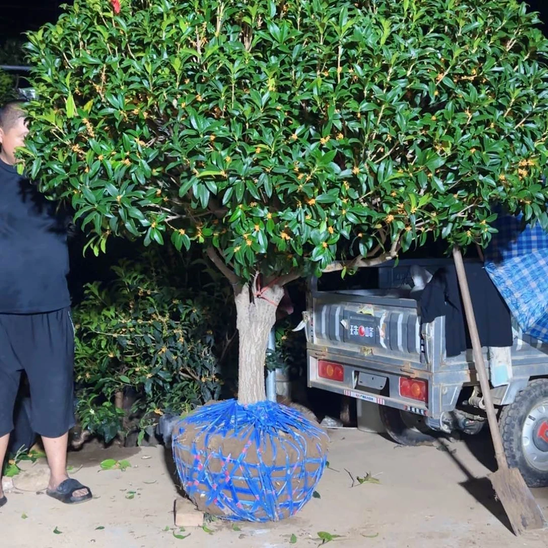 铖***3无花朵桂花。八月桂系列