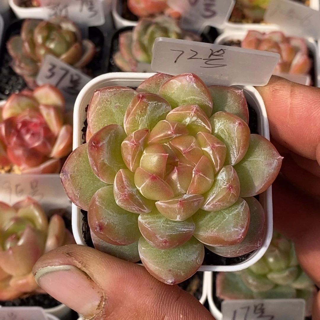 天官赐福百无禁忌