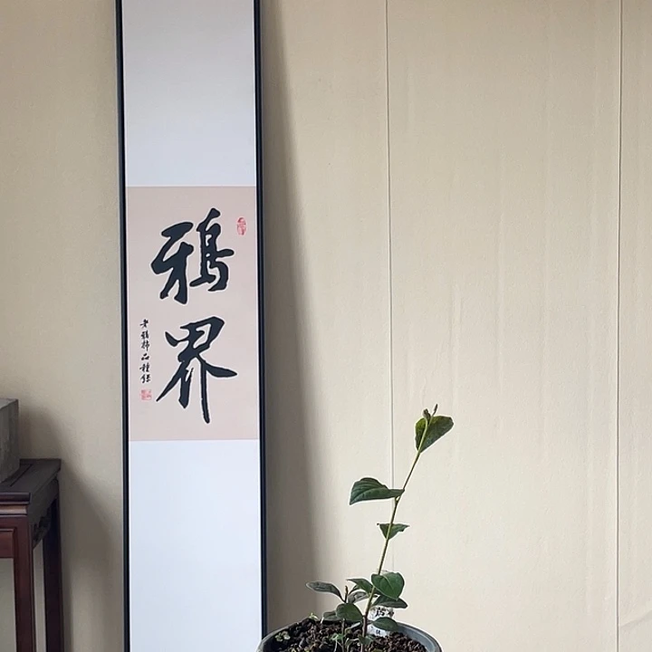 无花朵老鸦柿史葫芦根苗一棵