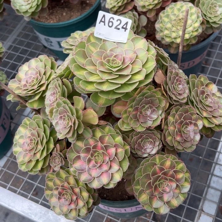 624抹茶30厘米左右