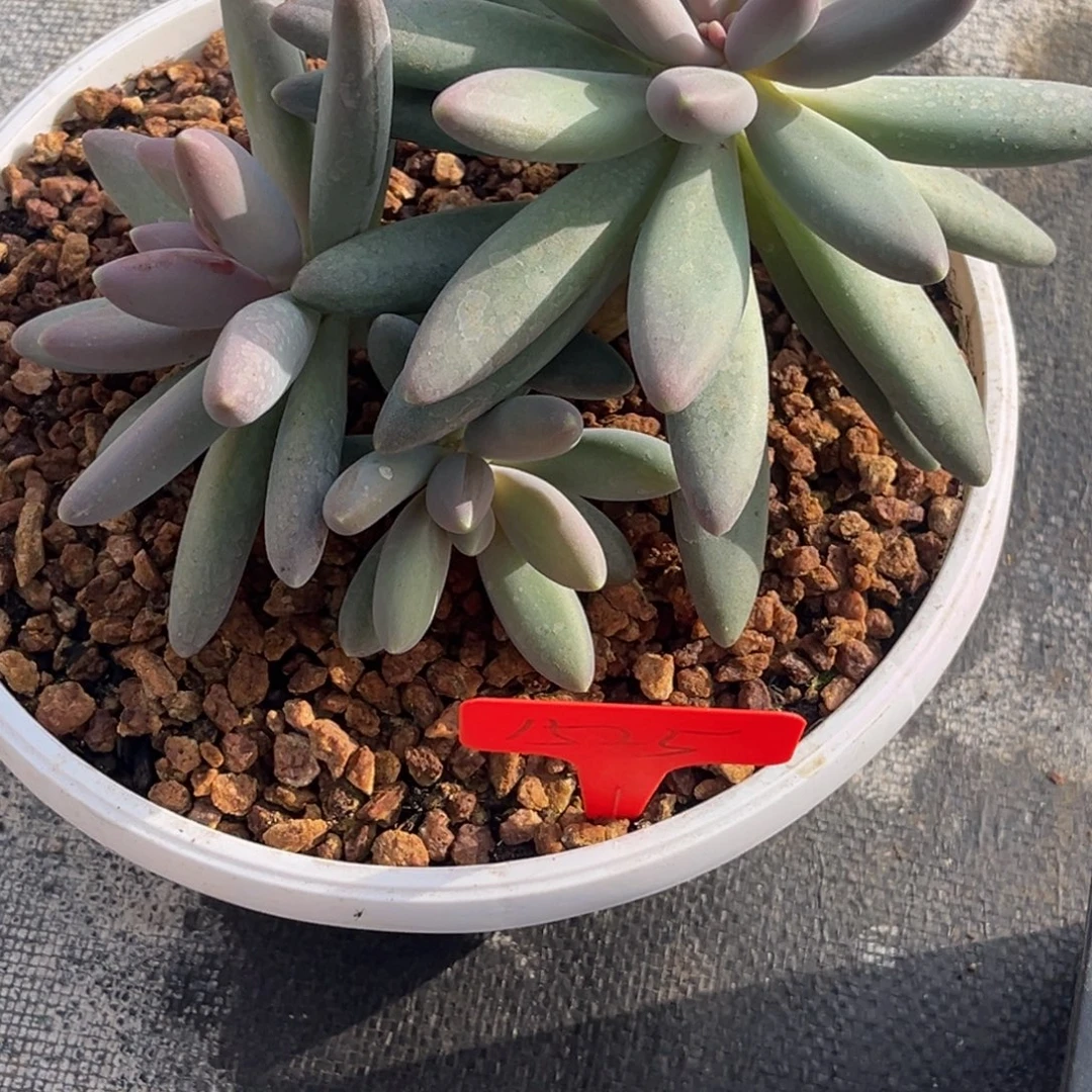 小***伴1525号早上多肉植物群生