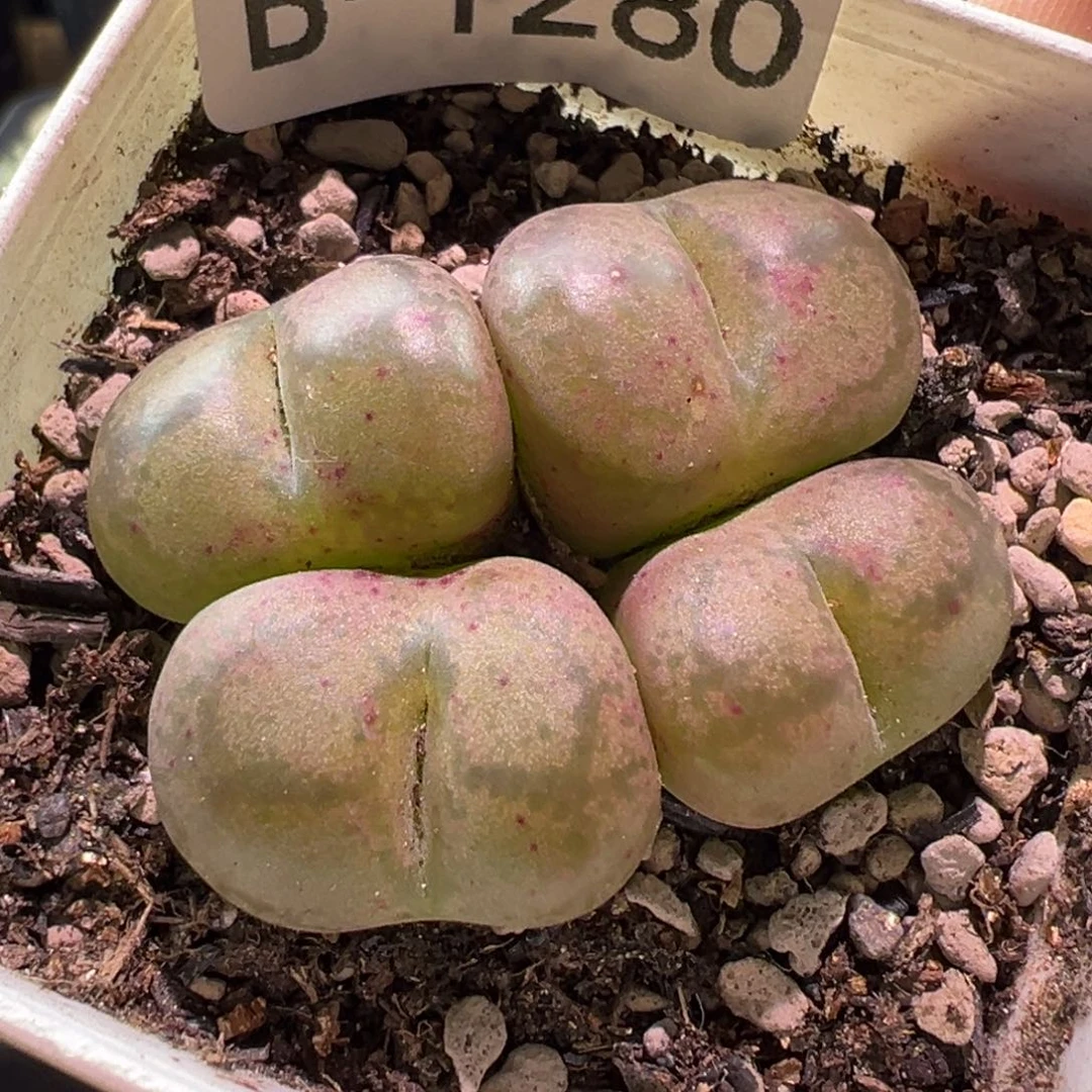 多肉植物11111111111