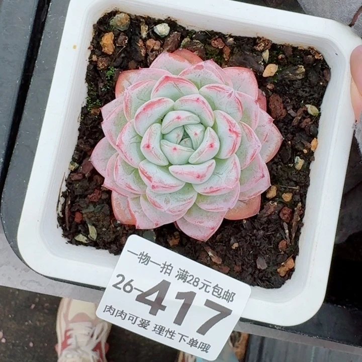 维特多肉无盆土发货无盆