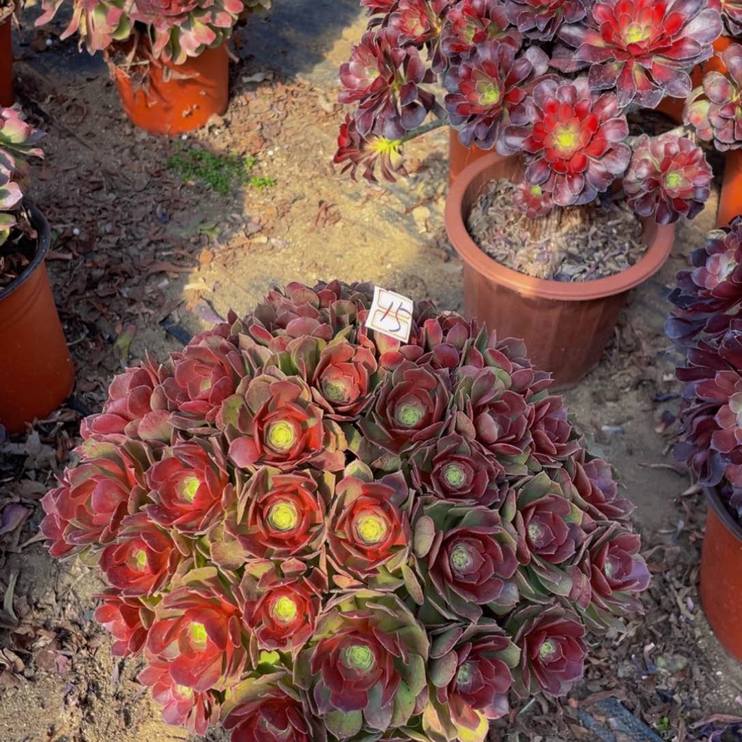 变色龙鲜花老桩15鲜花老桩