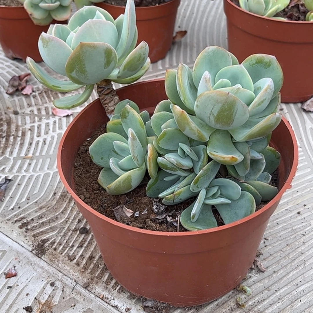 【闪购商品】无花朵暖*