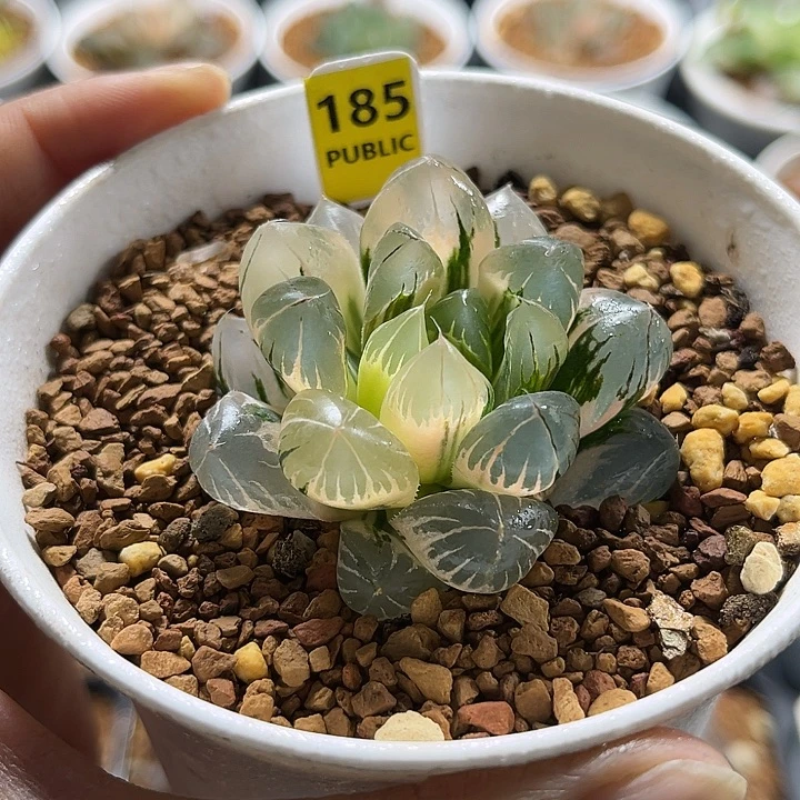 185水晶×冰川玉露锦