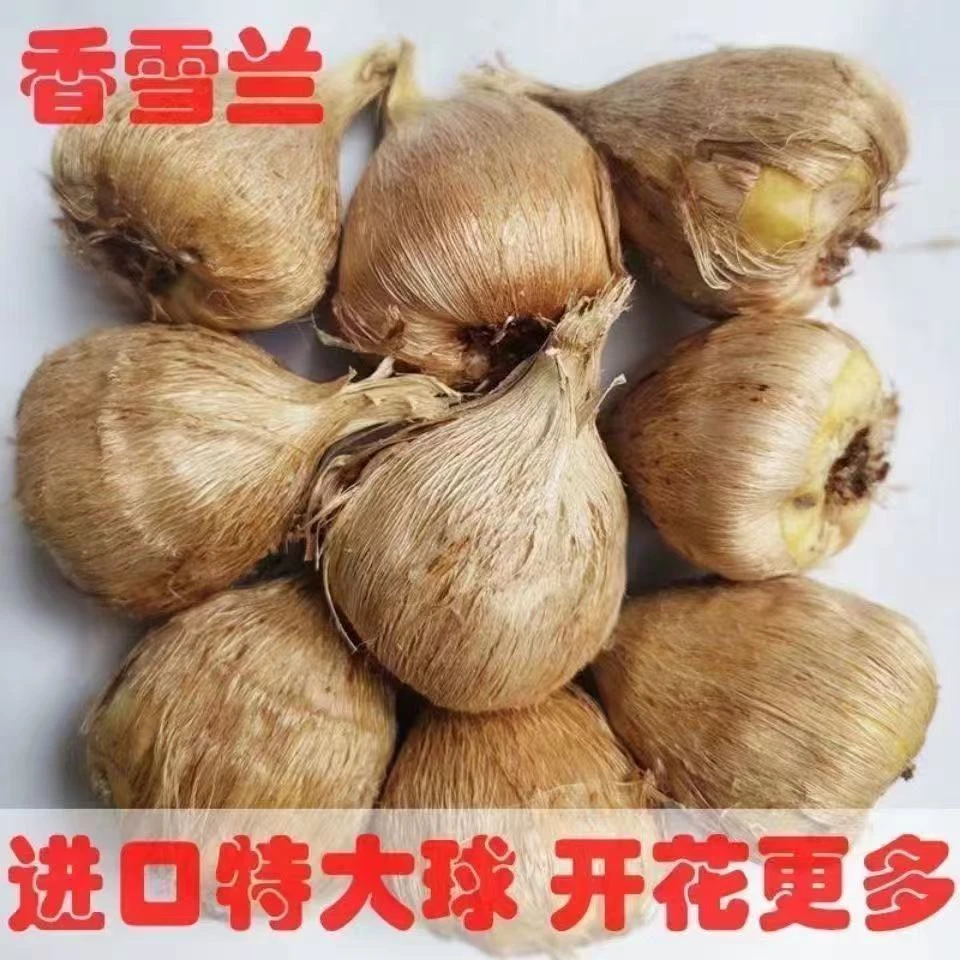 香雪兰大种球四季开花浓香多年生盆栽地栽花卉园艺