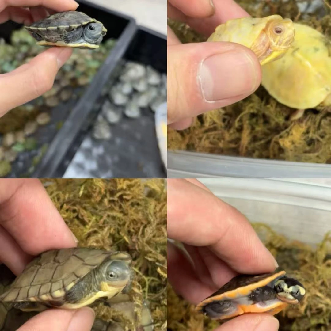 观赏龟，直播间专拍