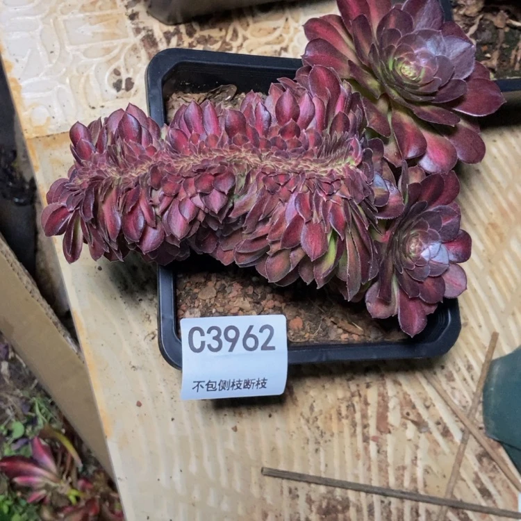 【闪购商品】3962抹茶多肉