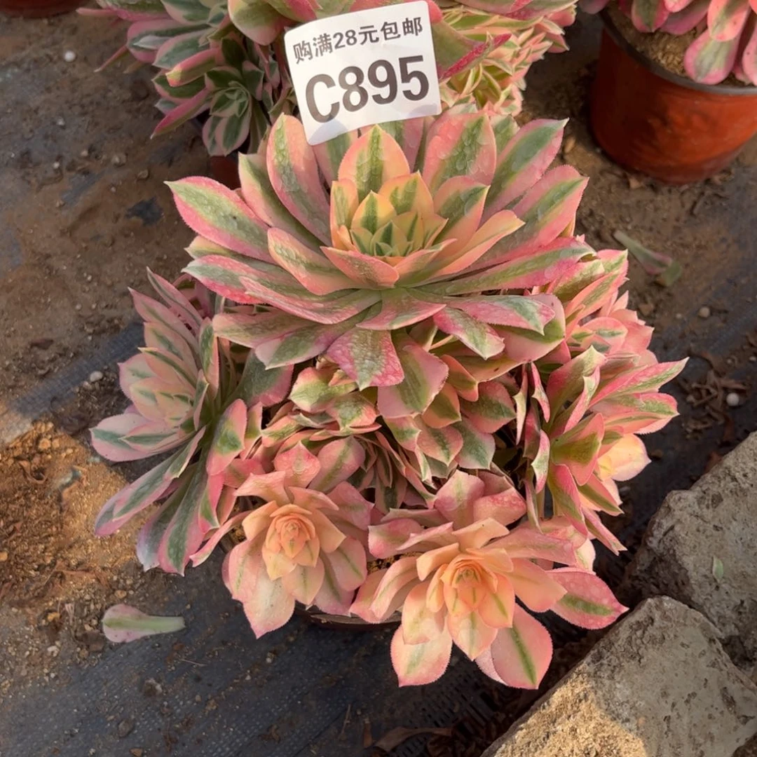 光**月895多肉植物粉女巫