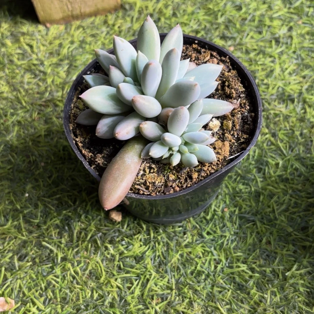 如***好哥特萝莉多肉植物寄养
