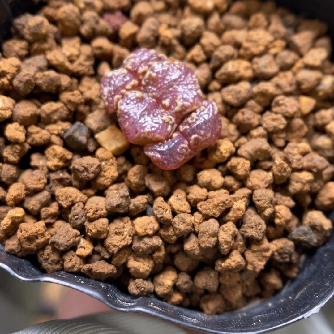 多肉植物肉锥超蝶K-3264
