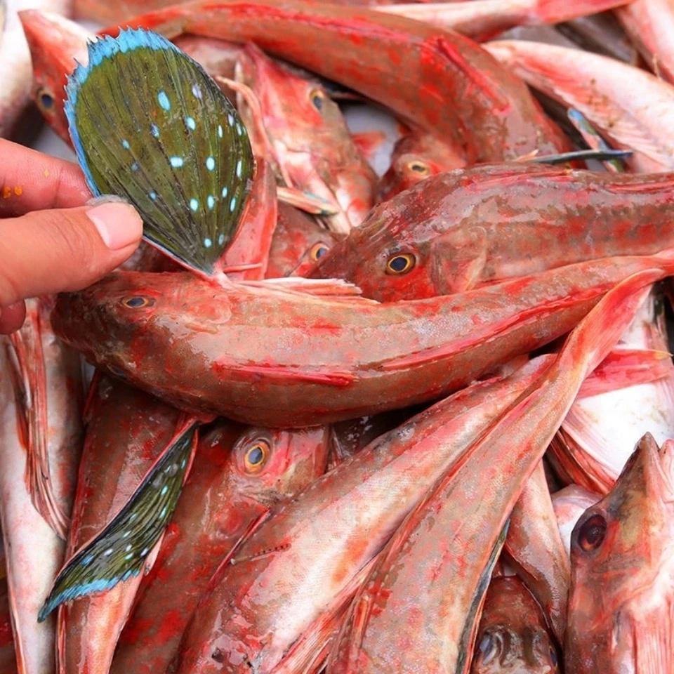 【深海巨献·红舞娘驾到】会害羞的娘子鱼，胶原嘭嘭弹！#美容鱼宴C位#