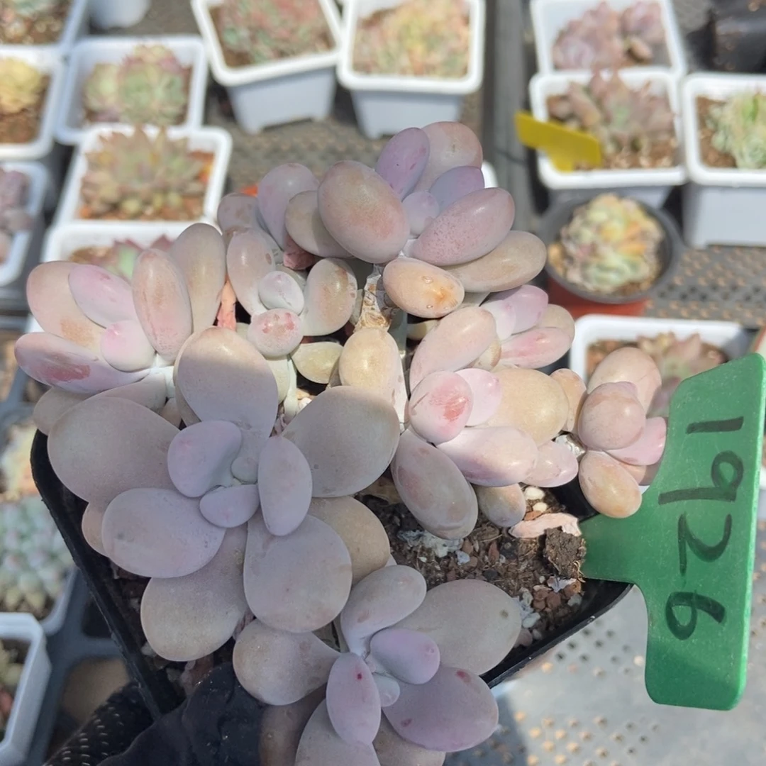 1926桃蛋多肉植物