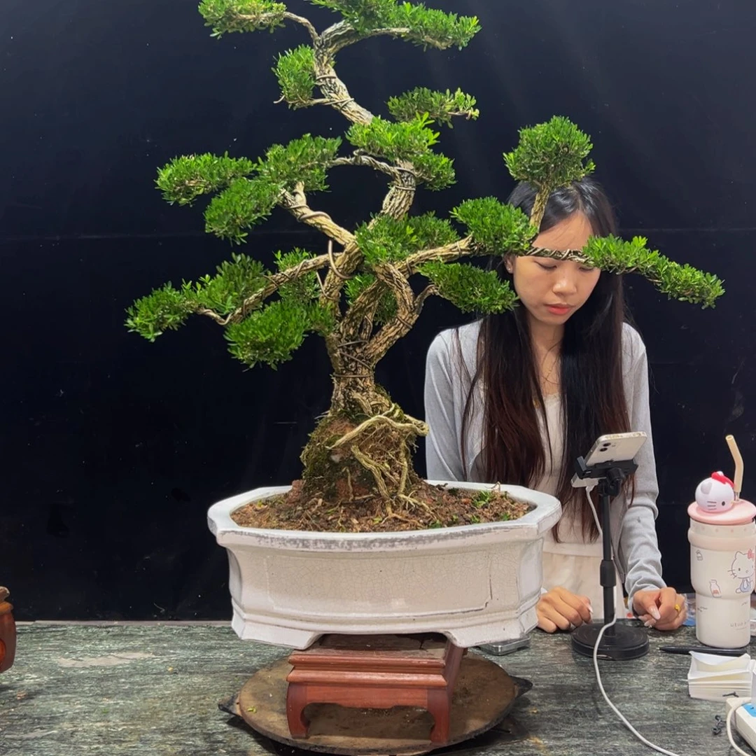 明***明无花朵广东黄杨四季常青