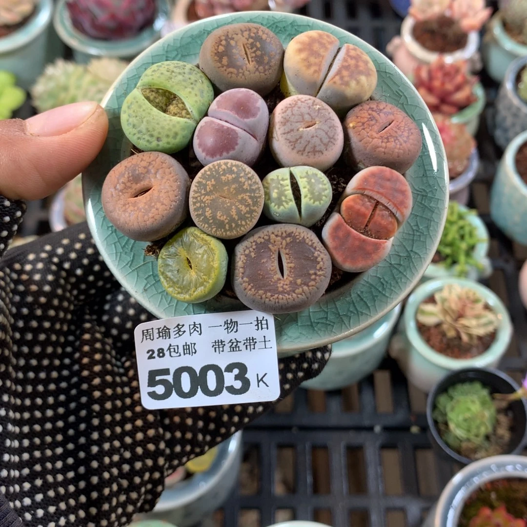 精控多肉植物5003