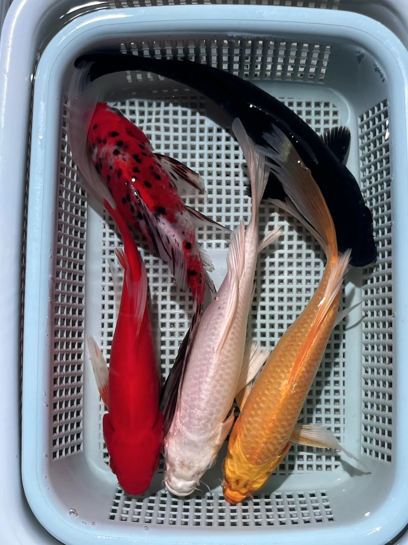 16号 【3红3兰花1黄1黑1白8-10厘米】冷水观赏鱼 包邮