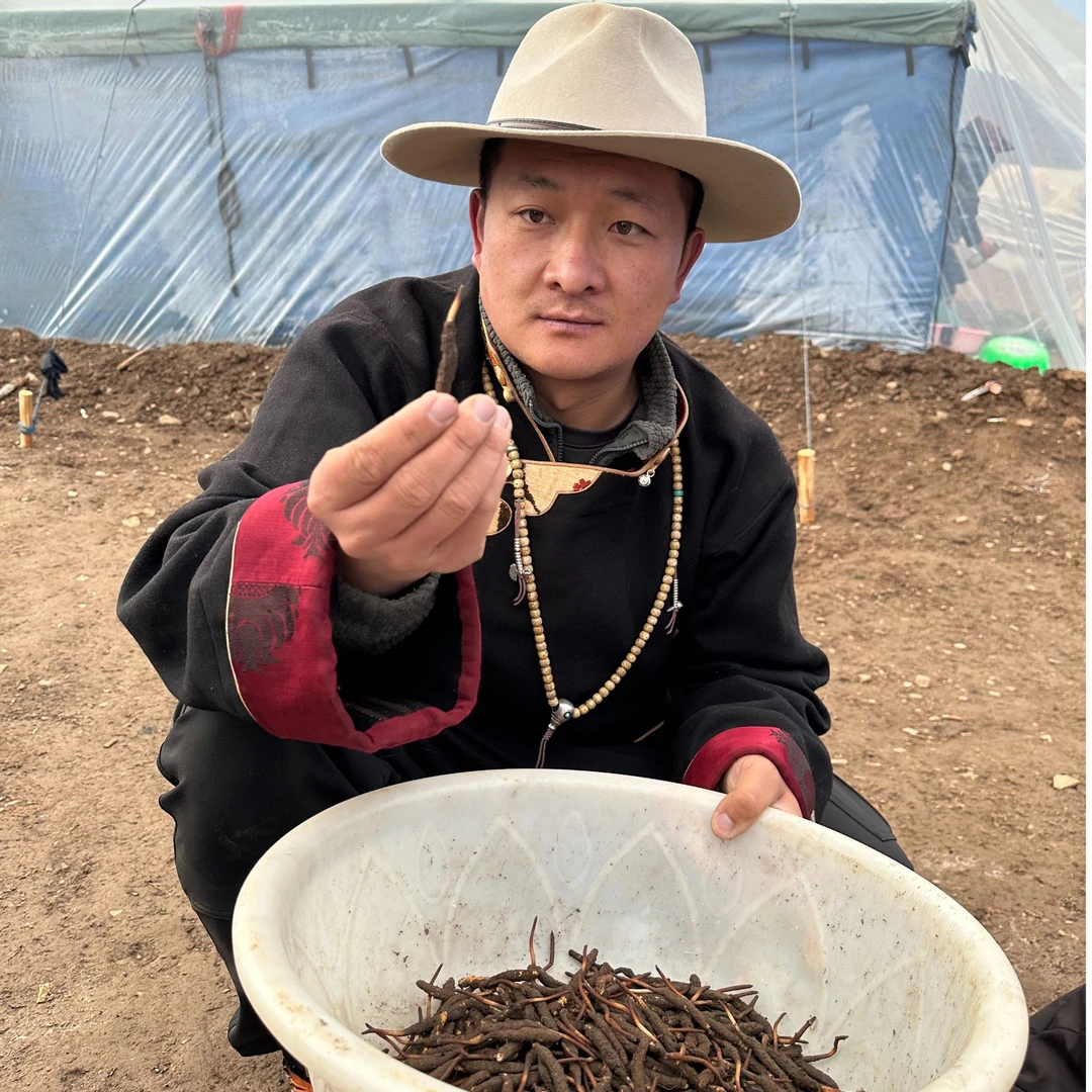 叁 100 【那杰吉德】新鲜冬虫夏草 青海鲜虫草