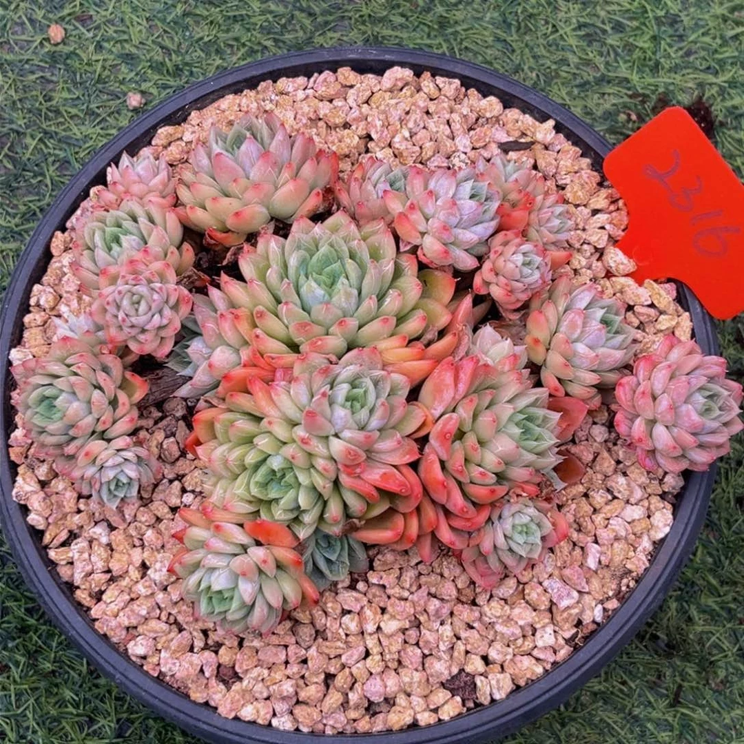 2316下午多肉植物群生 