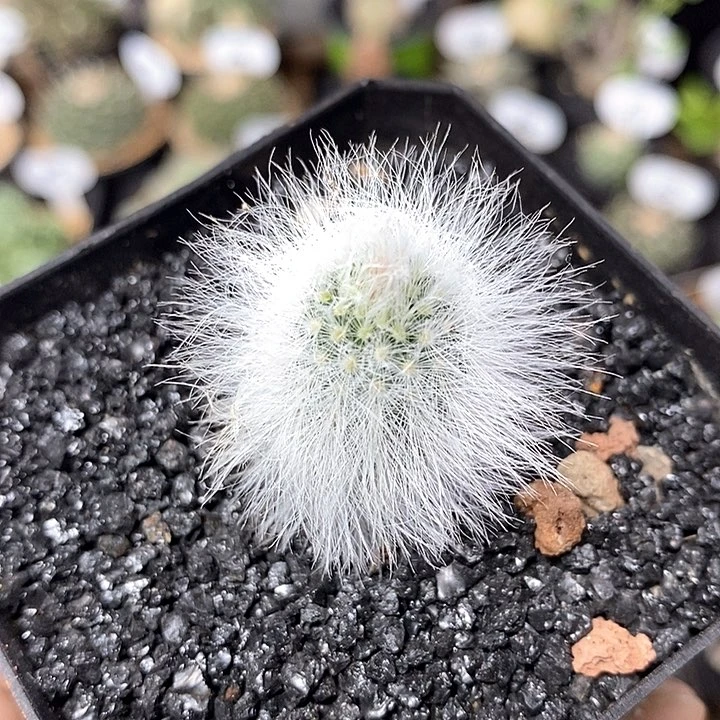 实生白发虾99号1.5cm