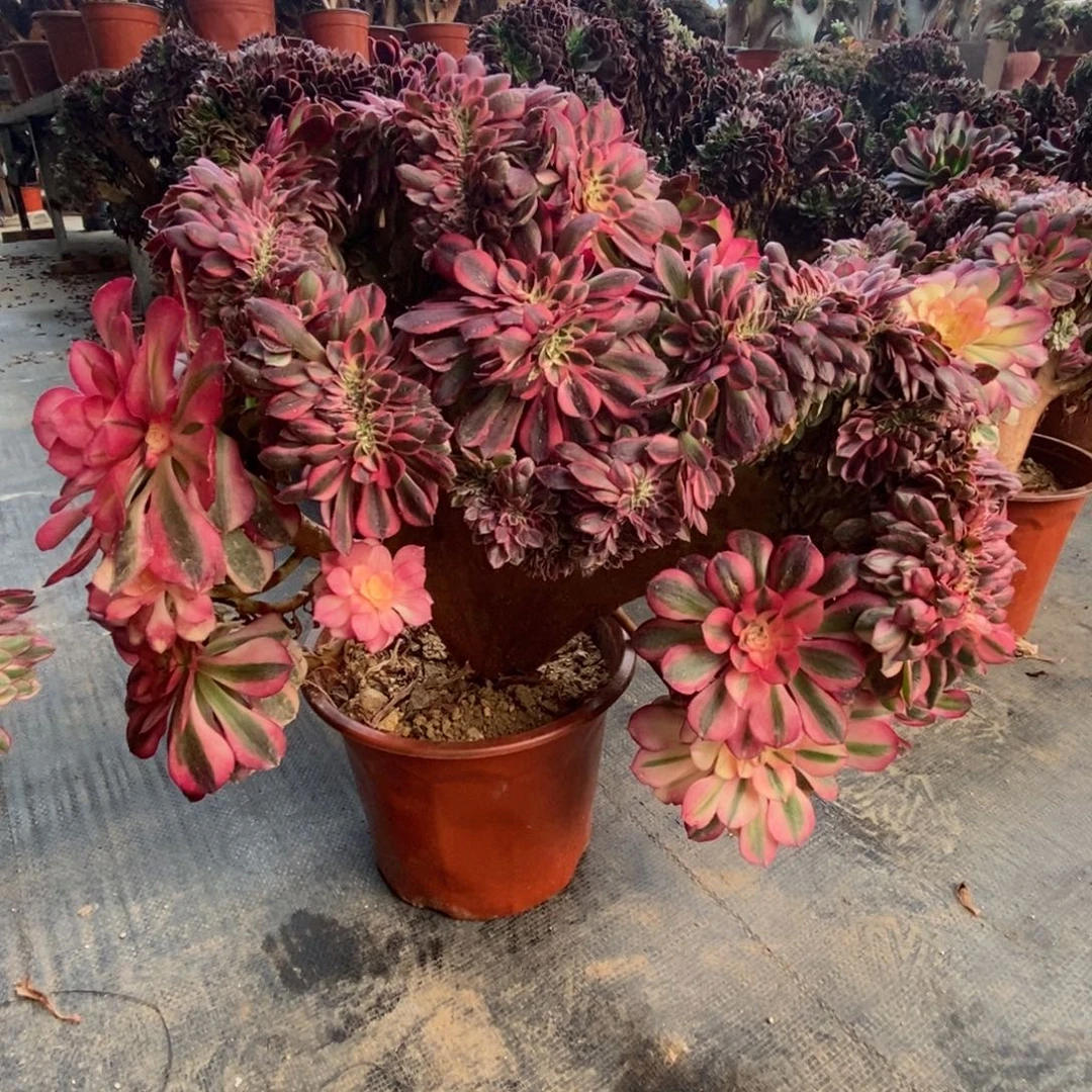 旻***子无花朵倾城朵朵缀