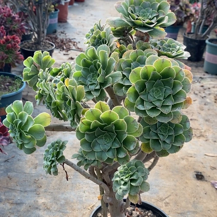 原始绿妖桩76多肉植物法师法师法师